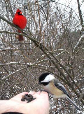 Cardinal and Chickadee