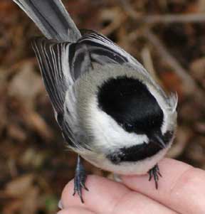 Chickadee